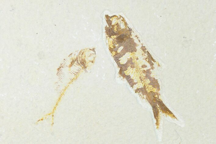 Bargain, 3.3" Knightia Fossil Fish With Diplomystus - Wyoming